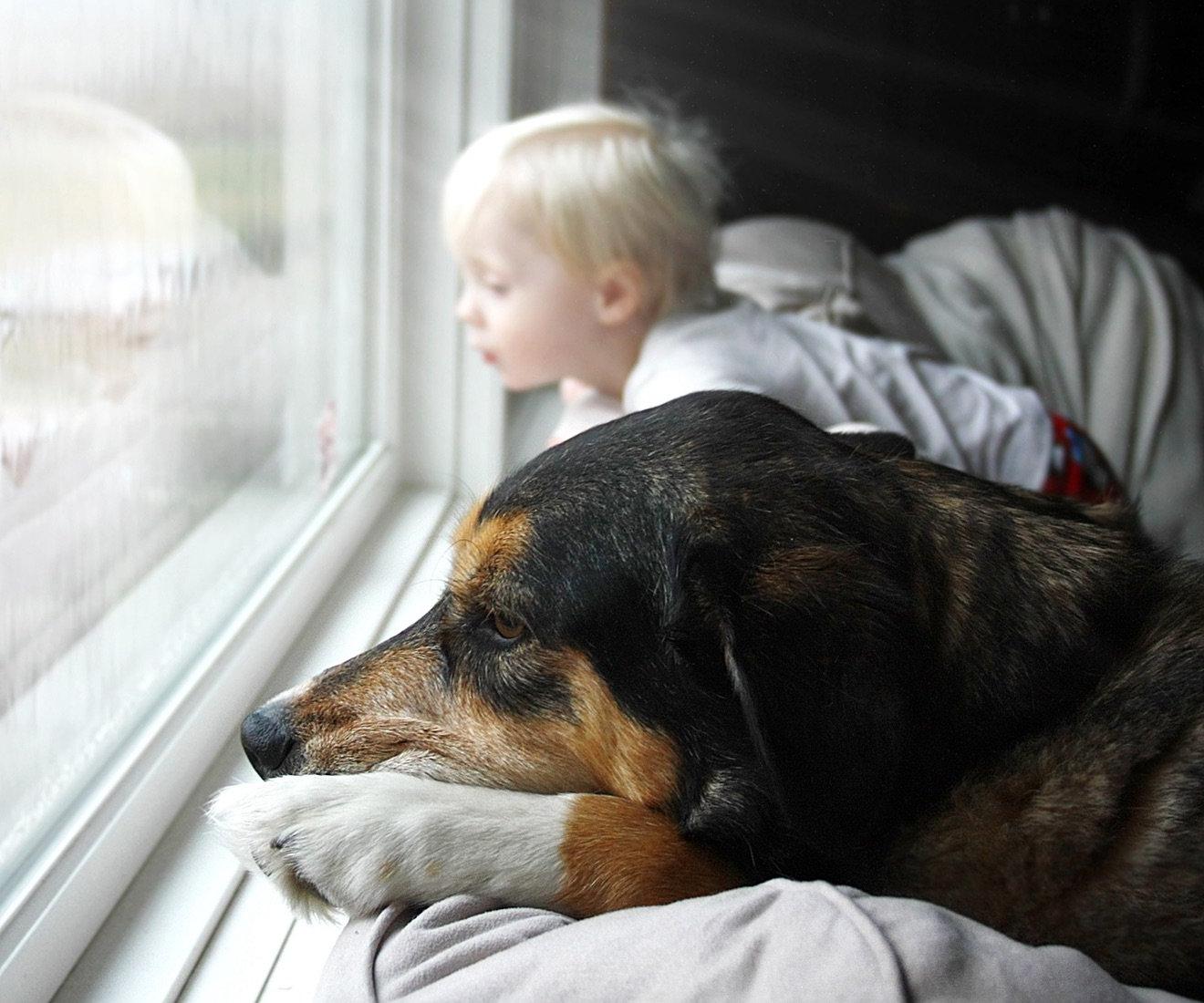 Toddler and dog looking out a window.